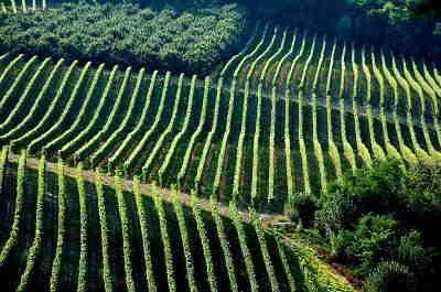 OCM vitivinicolo: Bando regionale misura Investimenti - Campagna 2019/2020