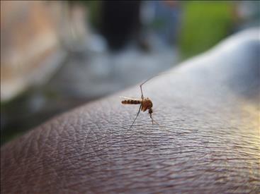 Dengue: nelle Marche nessuna emergenza. Riunione del Gores per garantire risposte efficaci e tempestive