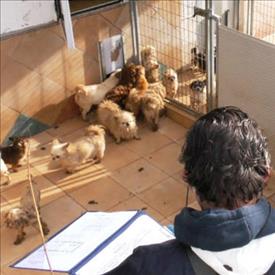 Riunione urgente in Regione tra gli assessori Aguzzi, Saltamartini e le Associazioni Animaliste sulla questione dell’allevamento di cani ItShow di Trecastelli