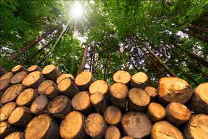 Filiera produzione energia da biomasse forestali: si riapre il bando per 3,9 milioni di euro