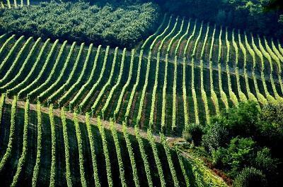 Campagna vitivinicola 2023/2024: Bando regionale dell’intervento settoriale “Investimenti”
